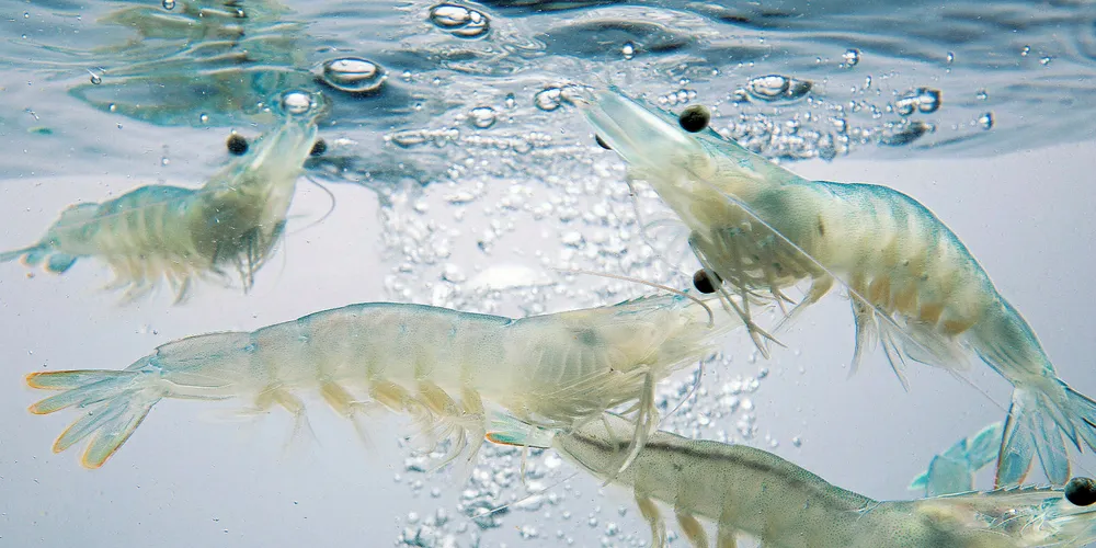 Gamba Natural vannamei shrimp.