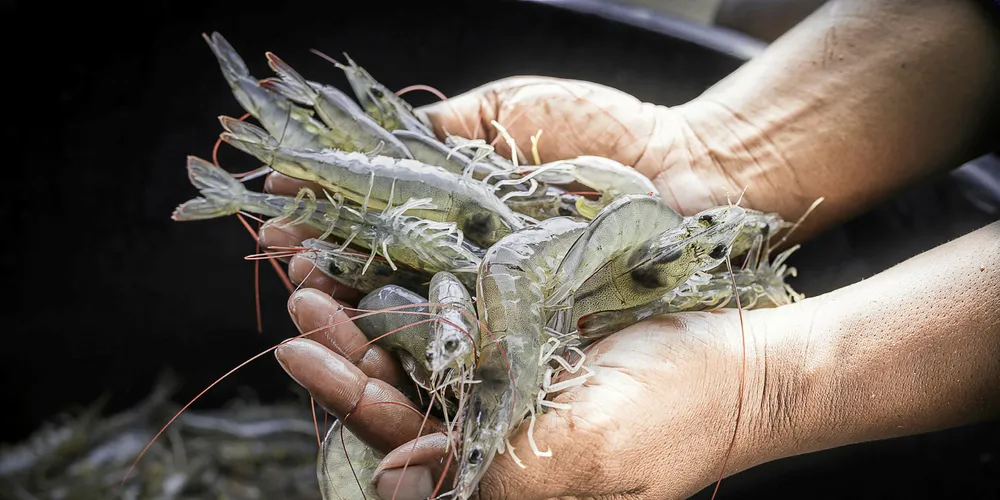 High density, organic shrimp farms? Meet the men who claim to hold the key