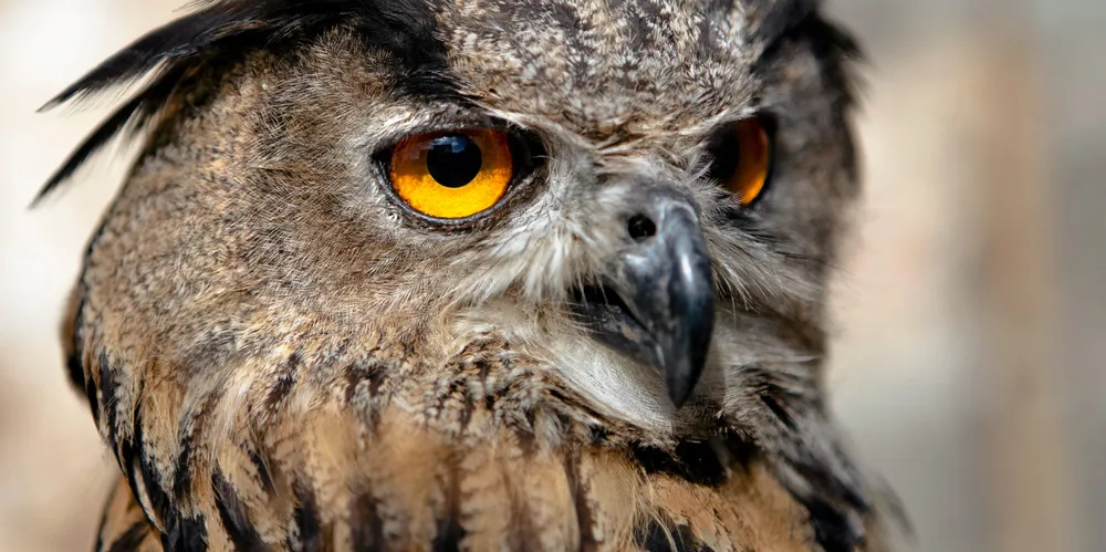 Two studies concerning owls both found they flew five kilometres away from turbines to resettle.