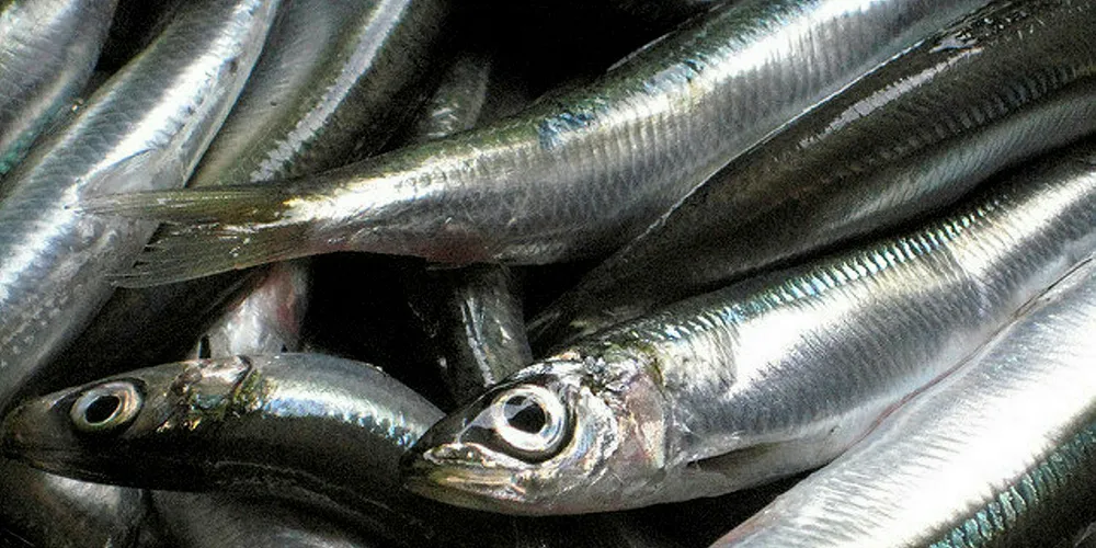 Sardines