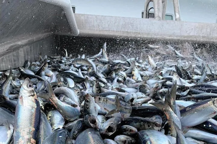 Fiskeflåten fisker nå nordsjøsild i den sørøstlige delen av Nordsjøen.