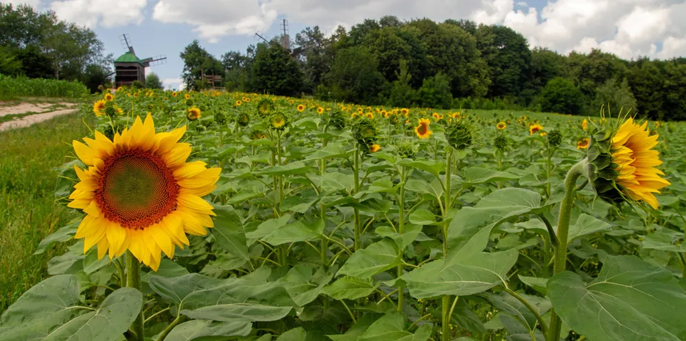 Sunflowers bloom in a field near Kyiv, Ukraine. Before Russia invaded, Ukraine exported 12 percent of the world’s sunflower oil.