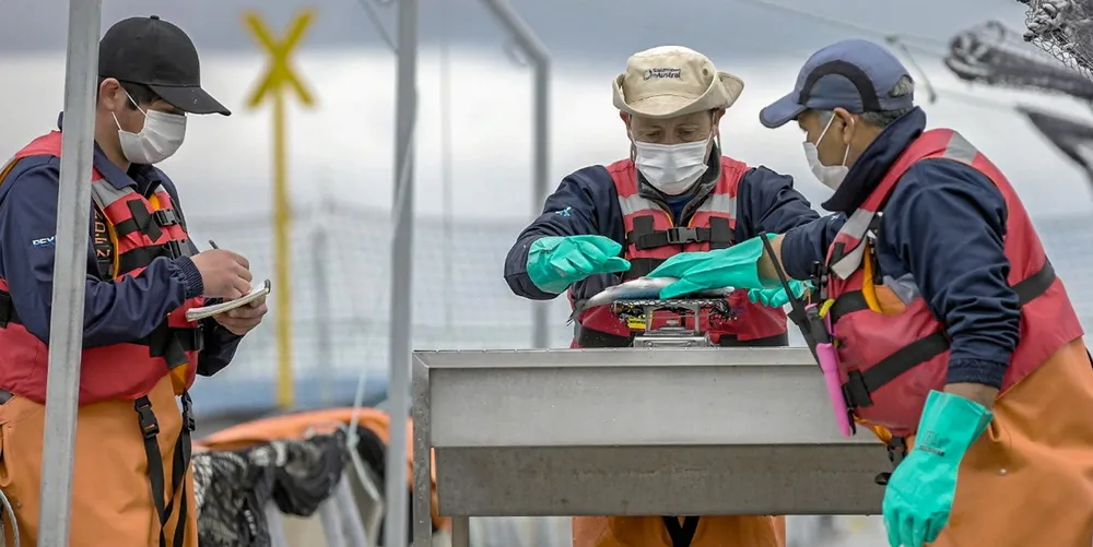 A strong earnings quarter for Salmones Austral despite lower harvests and sales volumes.