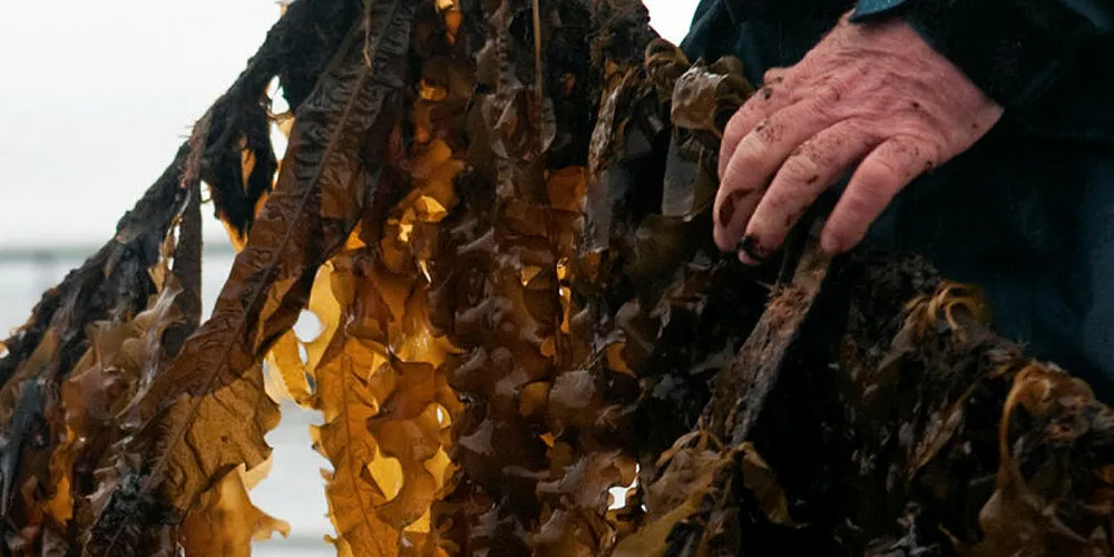 Lerøys og Bellonas selskap har satt i gang algeproduksjon gjennom selskapet Ocean Forest. Her fra starten på Rongøy utenfor Bergen i 2016.