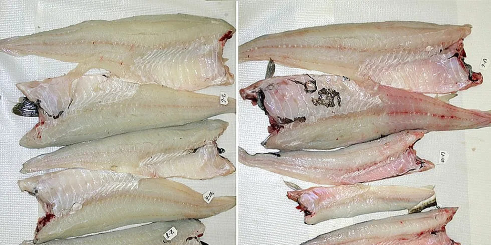 Til venstre fisk som er bløgget umiddelbart, til høyre ubløgget fisk. Foto: Nofima.