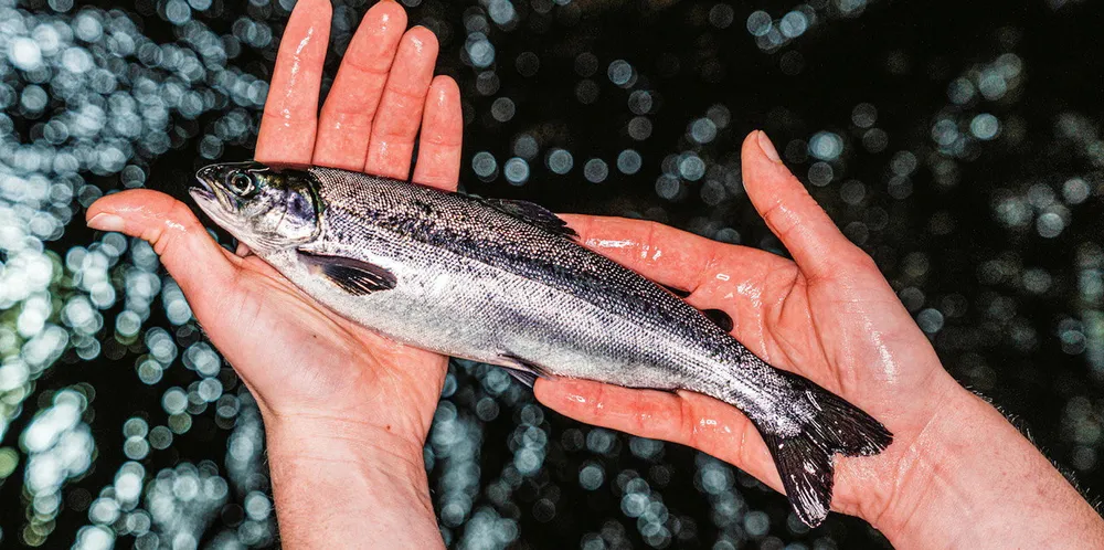 Fund raising: Salmon smolt farmer BioFish is taking it public.