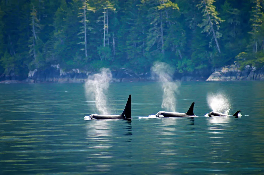 The Wild Fish Conservancy is trying to shut down king salmon fishing in some parts of Alaska, stating it impacts a food source for killer whales.