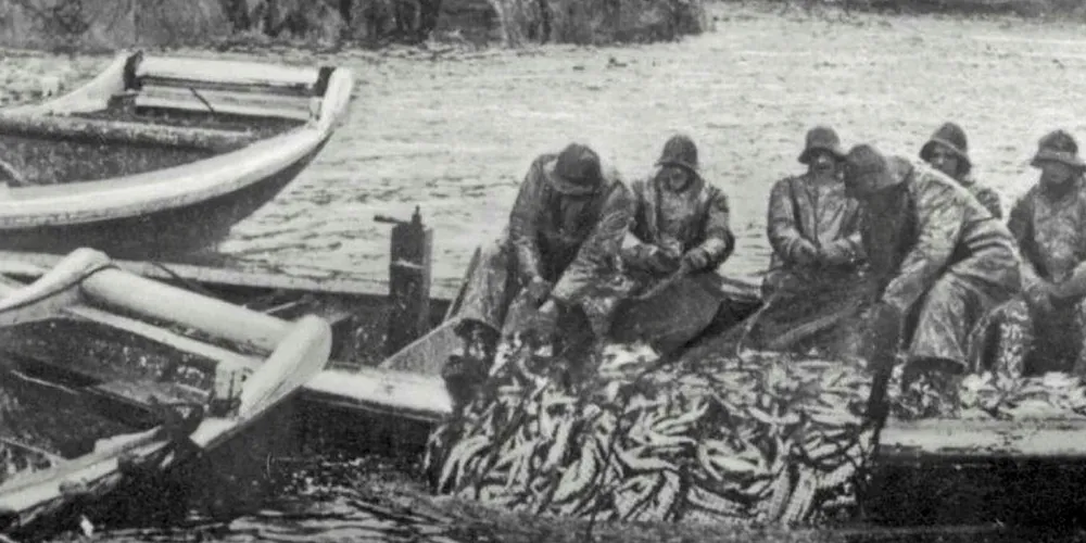 Sildefiske på kysten i tidligere tider var et slit. Her et glimt fra Haugesund en god del år etter hendelsen som omtales i artikkelen fra Skjervøy-området.