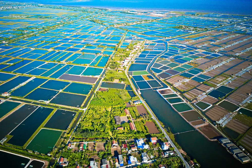 Aerial image of large shrimp breeding farms in the coastal region of Giao Thuy, Vietnam.