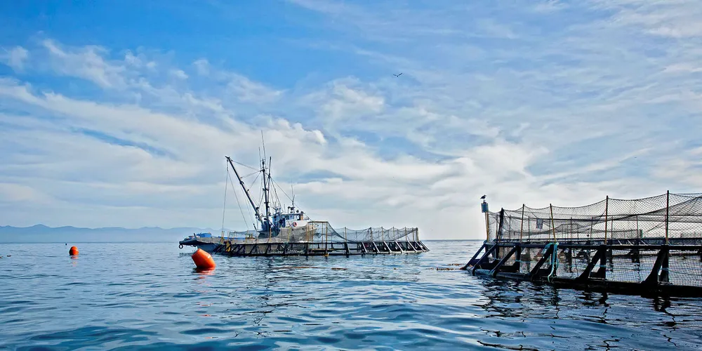 Pacifico was recently acquired by Los Angeles-based Butterfly, a private equity firm.