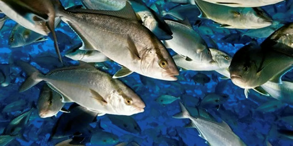 Photo: Blue Ocean Mariculture