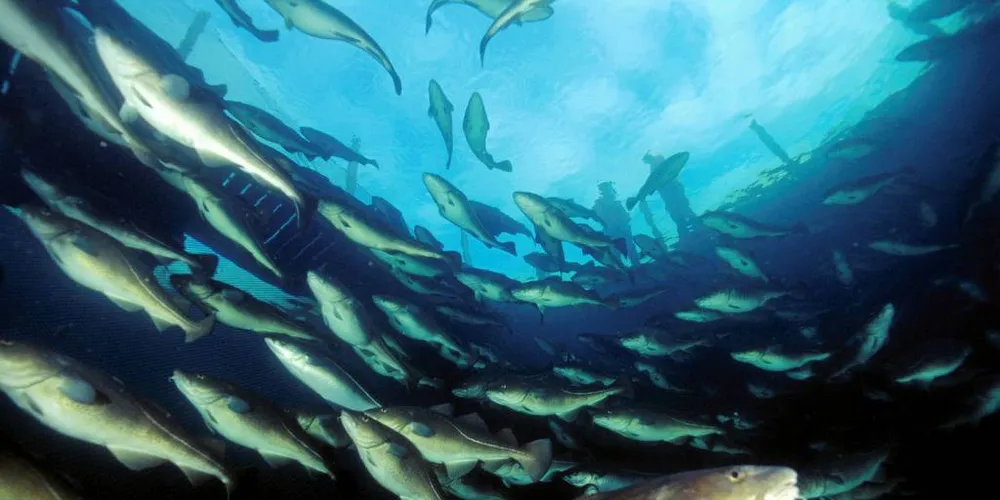 Jo nærmere havbunnen fisken er, jo mer plast inneholder den, ifølge en Sintef-rapport. Det er funnet både små og store mengder mikroplast i torsk.Foto: Eksportutvalget for fisk/Per Eide