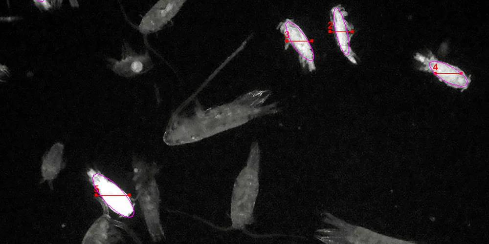 Et forskningsprosjekt med fluorescerende lys skal nå gjøre det lettere å identifisere lakseluslarver.