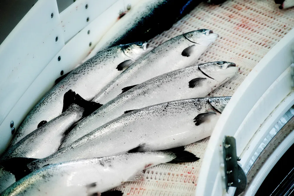Sjømatprodusenten Salmar er et av selskapene som har skaffet seg rating fra nykommerne blant kredittvurderingsbyråene, Nordic Credit Rating og Scope Ratings, skriver Ole Einar Stokstad. Her fra selskapets slakteri på Frøya.