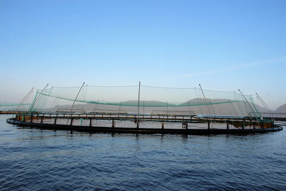 Når myndighetene nå vil innføre en ekstra skatt på ASC-sertifisert fisk, sender det et uheldig signal, skriver Erik Winther i DNV. Selskapet er blant aktørene som kan gjennomføre ASC-sertifisering.