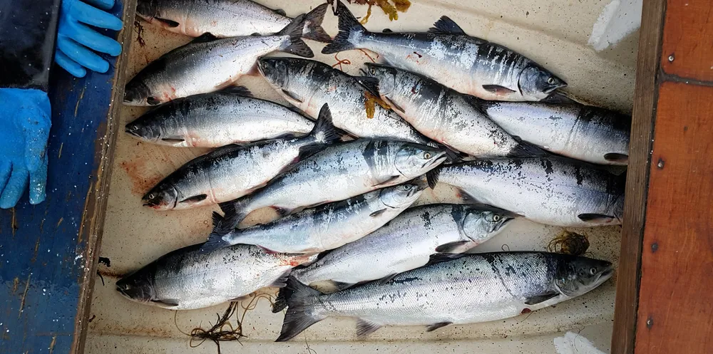 Pukkellaksen må fangstes så snart den kommer inn til kysten og inn i fjordene. Da er laksen av topp kvalitet som matfisk, skriver skriver Frank Emil Trasti.
