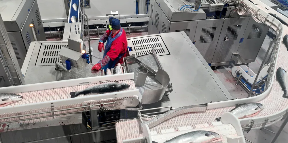 På slakteriet til Lerøy Midt på Hitra produseres det laks som skal ut i markedet over hele verden. Denne uken er prisene relativt stabile, ifølge flere industriaktører. Illustrasjonsfoto.