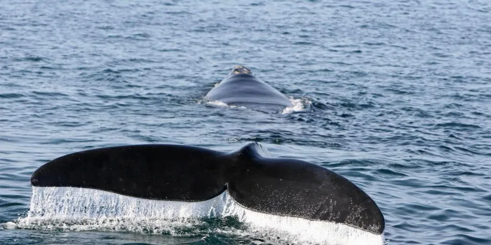 . Right Whale.