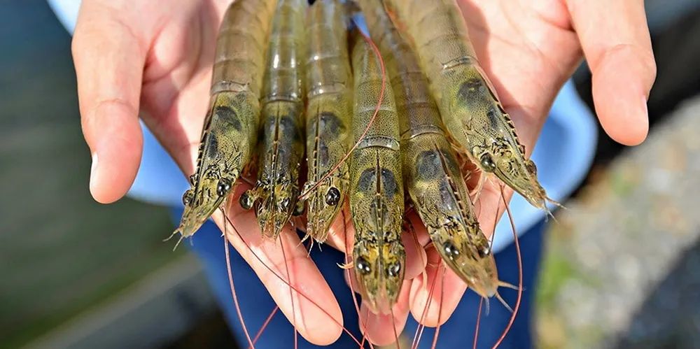 About 95 percent of Indian shrimp is exported.