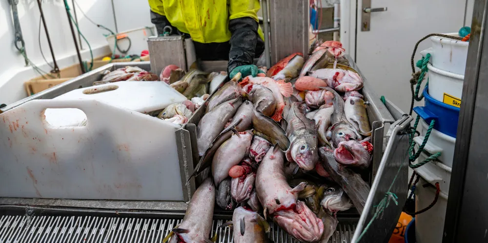 Linefiske med Jens-Einar Bjørkås Johnsen på båten «Bjørkåsbuen» i Båtsfjord. Arkivfoto