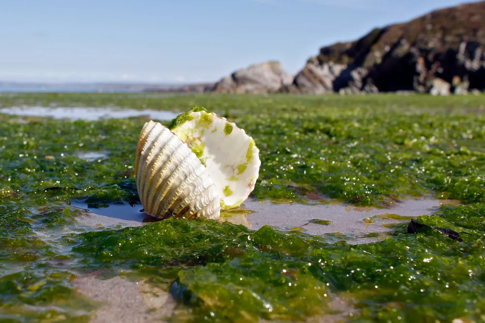 Hanging on: Shell refuses to be left high and dry in its Cove bid, despite the target recommending another offer.