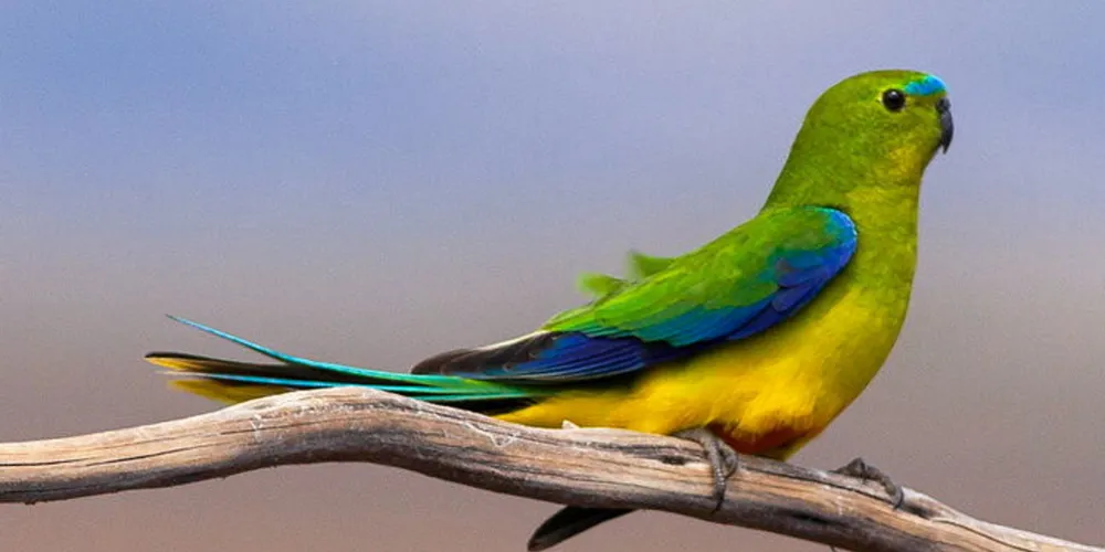 The orange bellied parrot.