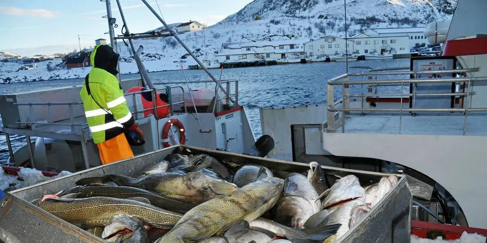 Landinger ved Gunnar Klos mottak på Stø i Vesterålen.Foto: Tommy Hansen