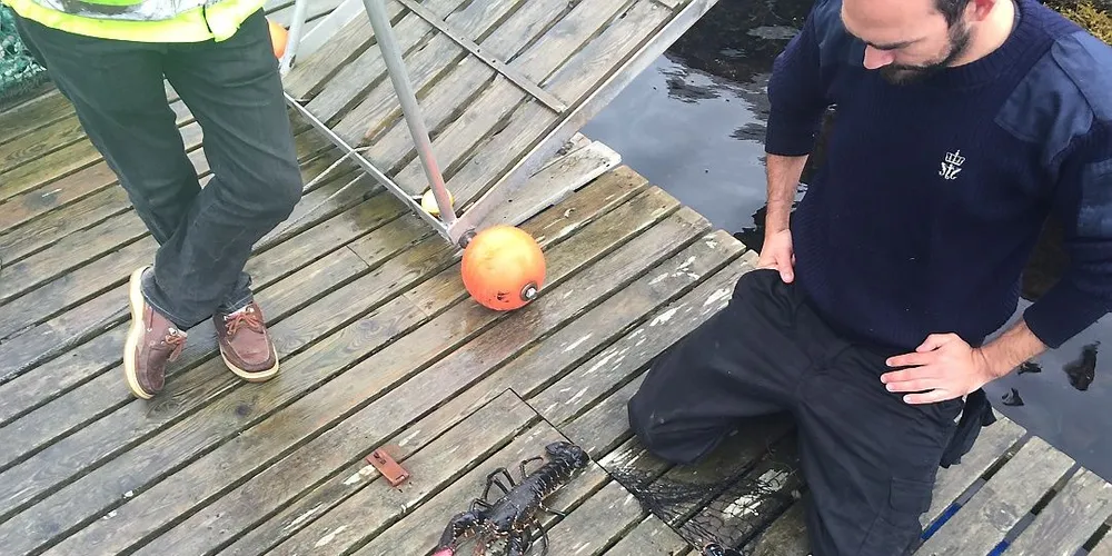 Fiskeridirektoratet fant to ulovlig fisket hummer i en sankekiste i Romsdalen fredag forrige uke. Foto: Fiskeridirektoratet