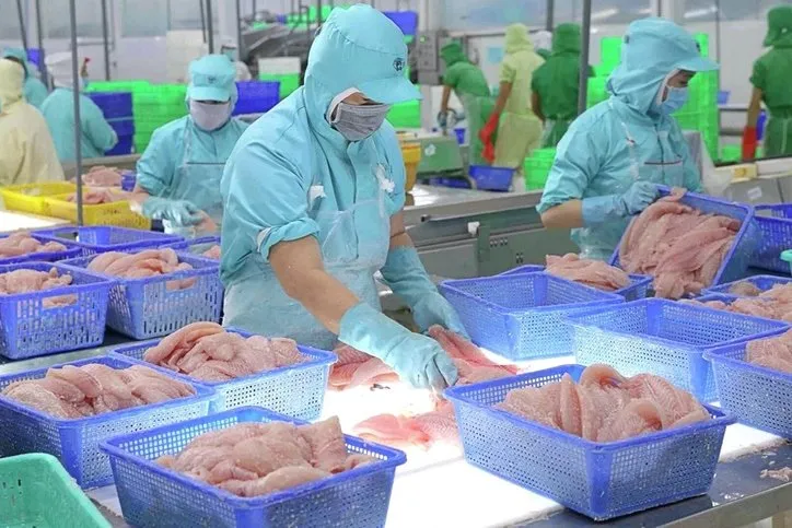 Workers process pangasius fillets in a Vietnam factory.