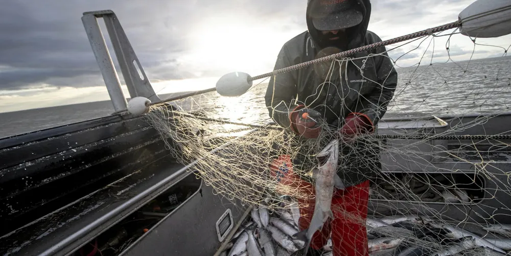 A deckhand picks sockeye out of a gillnet in Bristol Bay.