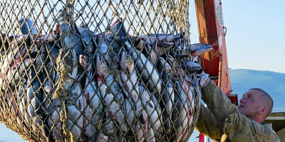 Russia is on its way to a huge 2023 wild salmon harvest.