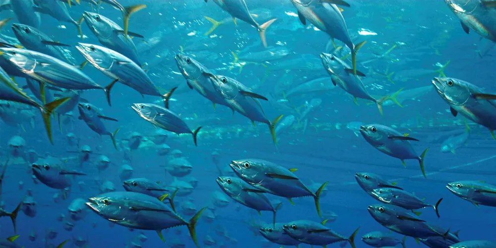 Analysts expect further spike in skipjack tuna prices