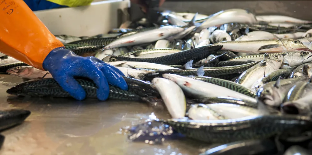 Makrell og torsk er de to største fiskeslagene sammen med NVG-sild som Norge deler med kyststatene rundt Nord-Atlanteren. Et nytt prinsipp er innført i makrell med at en del av den norske kvoten byttes bort med soneadgang i britisk farvann for å fiske makrell.