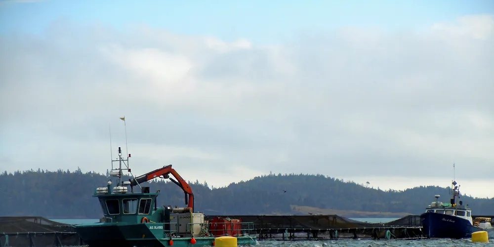 Cooke Aquaculture's farm in the Bay of Fundy.