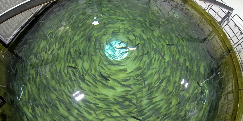 Det USA-baserte Freshwater Institute i Vest-Virginia er en av få forskningsgrupper som forsker på usmak hos landoppdrettet fisk.
