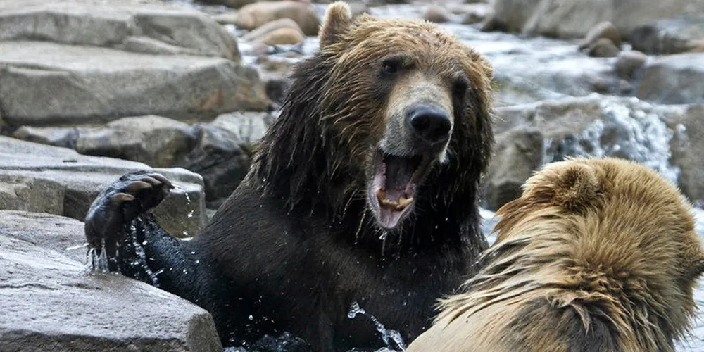 The most iconic symbol of the state of Alaska is the grizzly bear. The Alaska Department of Fish & Game (ADF&G) commissioner did his best impression in an attack on the Marine Stewardship Council (MSC) this week.