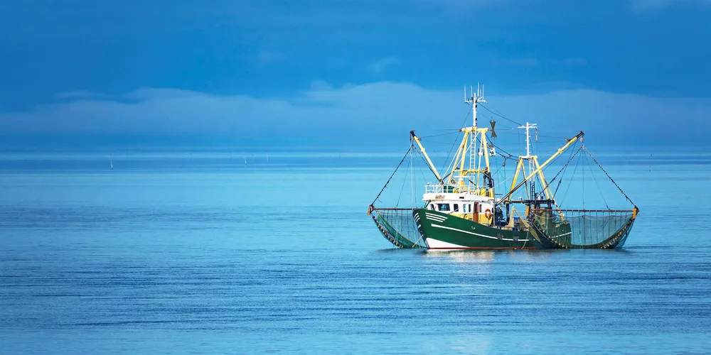 Kegge focuses on fishing, peeling and packing of North Sea shrimp.