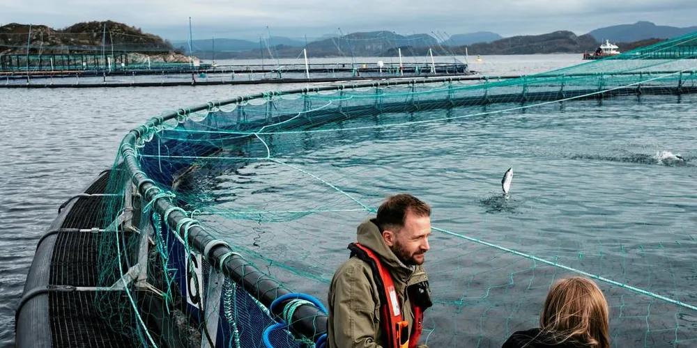 REGION SØR: Marine Harvest har vi vært en foregangsbedrift på å bruke rensefisk, ifølge kommunikasjonssjef i Marine Harvest Ola Helge Hjetland. Foto: Tommy Ellingsen