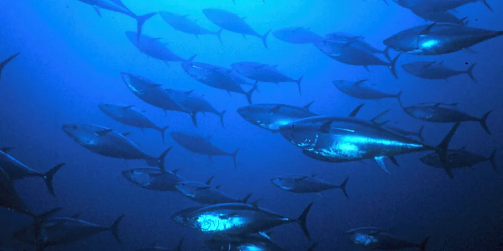 Bluefin tuna swimming.