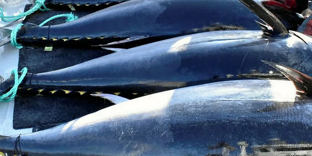 Ikejime: Etter bløgging/avliving lagar dei eit v-kutt i hovudet for å tre ein stålwire inn i ryggraden på fisken. Dette hindrar mjølkesyre i kjøtet.