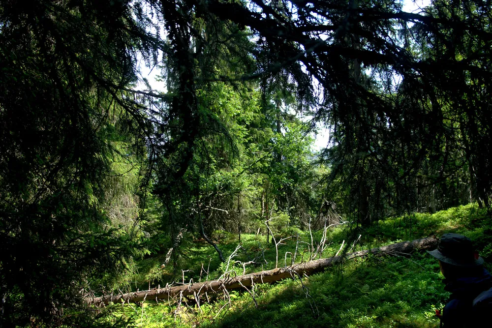 Dersom man ikke tar ut den årlige tilveksten i skogen, vinner en det dobbelte i karbonbinding av hva som oppnås ved å hugge og la trevirket erstatte stål og betong, skriver Olav Hjeljord.