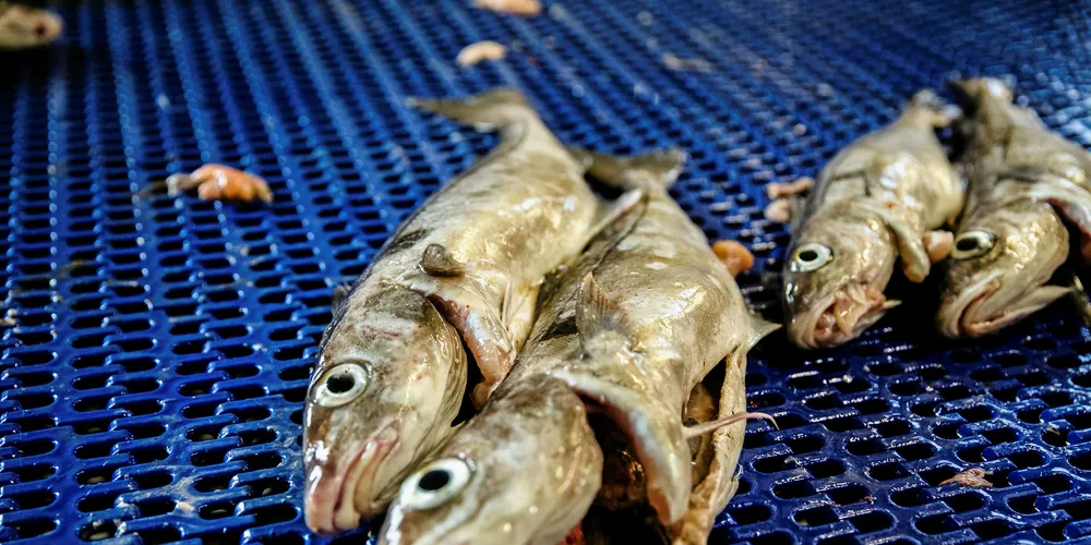 The seafood news just keeps flowing.