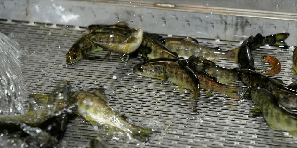 Russian Aquaculture kjøper smoltkapasitet i Norge.Jogvan H. Gardar