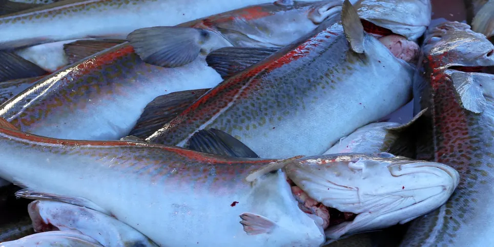 Karet gir et klart anslag hvor mye fisk som er inne, men ved mange fiskebruk fører veiingen i en lukket prosess hos kjøper til vesentlig lavere vekt på sluttseddelen.