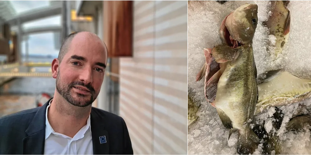 Christian Riber er administrerende direktør i Norcod. Han tror analysene som gjøres vil vise at det er oppdrettstorsk som er tatt. Bildet til høyre viser torsk fra området som er ankommet Træna Sjømat for bearbeiding fredag.