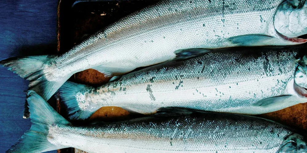 Bristol Bay salmon values have increased four years in a row.