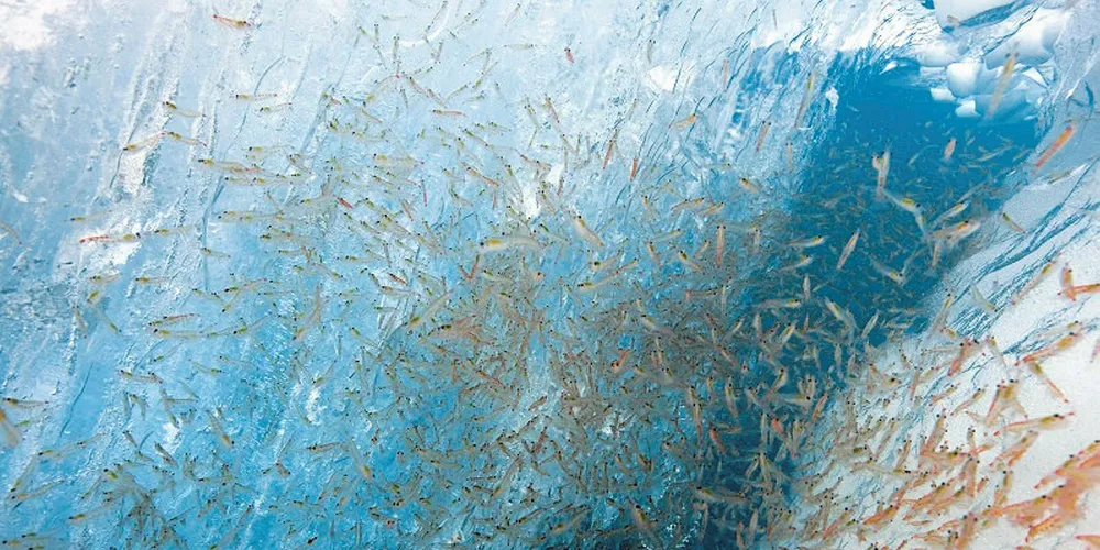 Krill feeds on phytoplankton that grows on the underside of sea ice