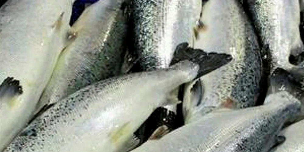 SalmoTerra due to build land based salmon far. SalmoTerra.