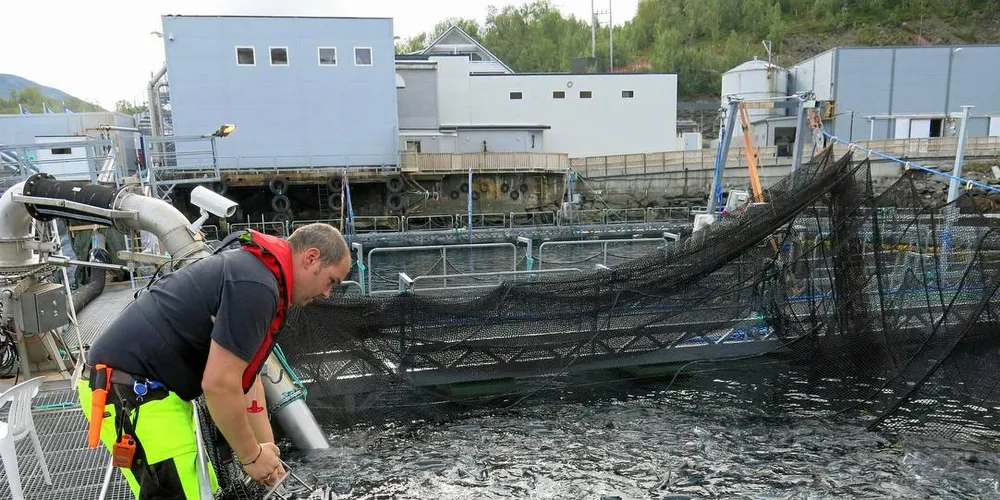 20 PROSENT SVINN: Slakteklar laks ved slakteriet til Grieg Seafood Finnmark i Alta. I snitt dør hver femte oppdrettslaks i Norge før planlagt slakting.Illustrasjonsfoto: Agnar Berg