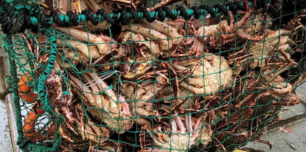 Russia wants to get an even bigger slice of the Barents Sea king crab market. Norway has been successfully fishing the invasive species, and finding eager new markets.